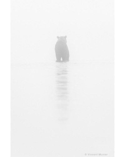 VMBN113 Brown bear