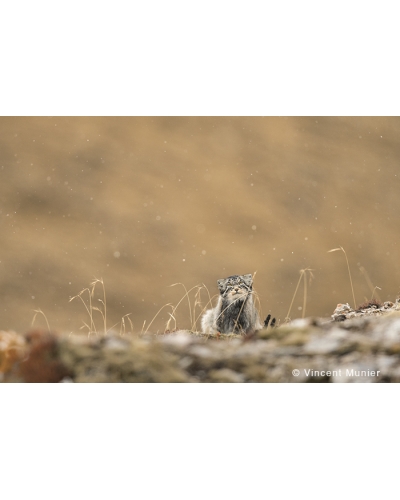 VMTI70 Manul Wisdom. Pallas Cat