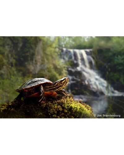 DOS27 Turtle at waterfall
