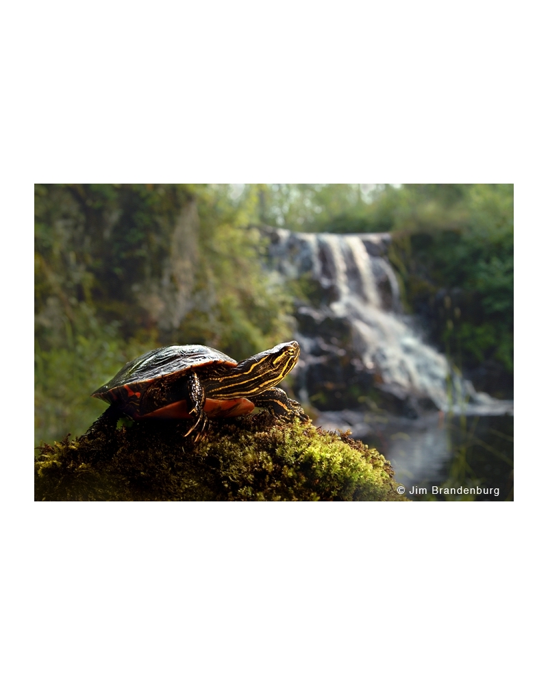 DOS27 Turtle at waterfall