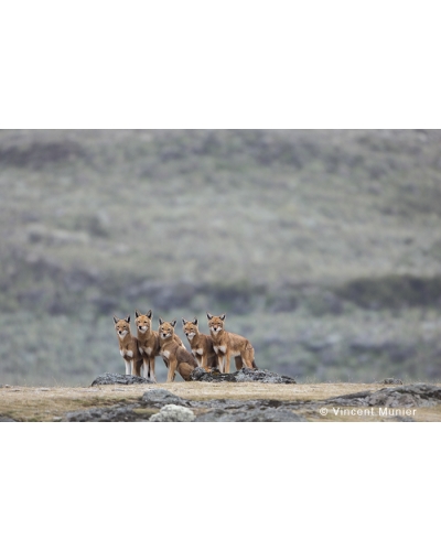 VMMO176 Ethiopian wolves