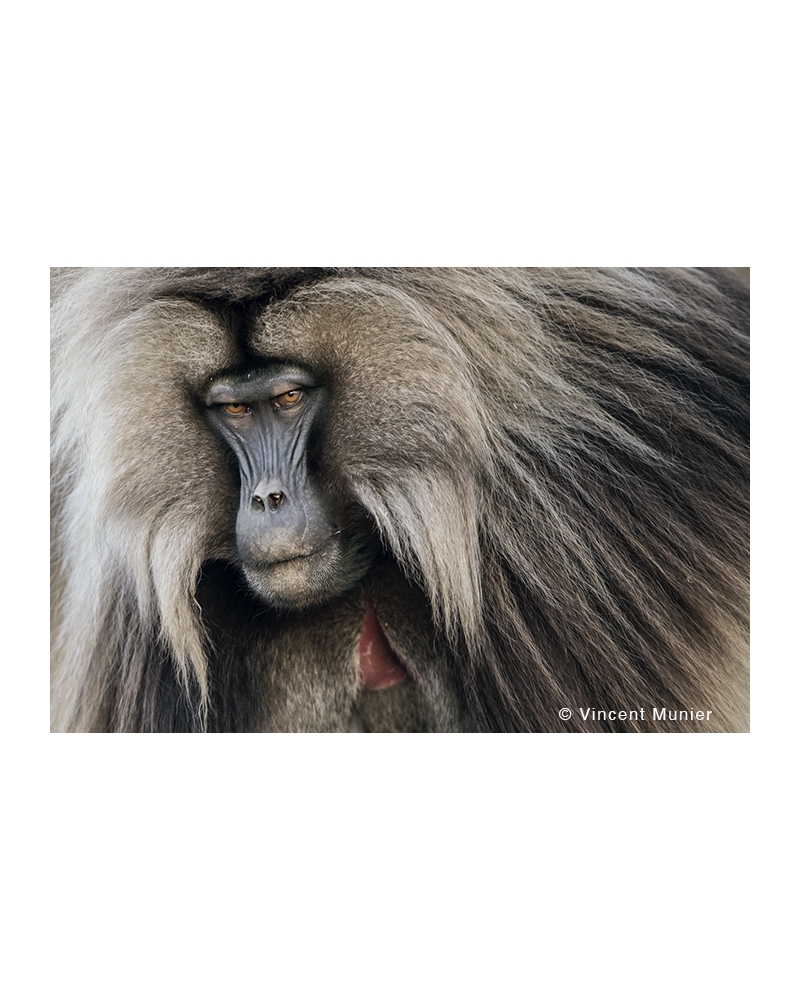 VMMO177 Gelada