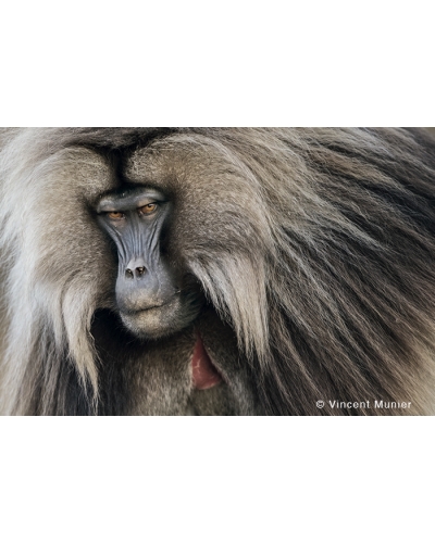 VMMO177 Gelada