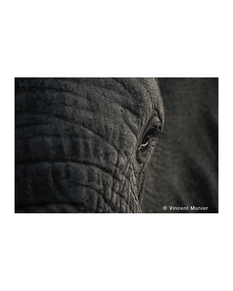 VMMO182 Élephant d'Afrique