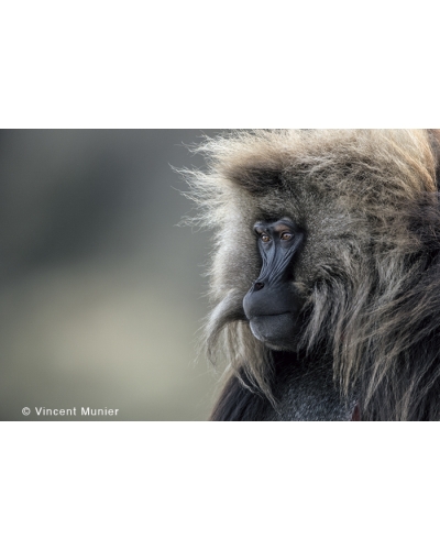 VMMO183 Gelada