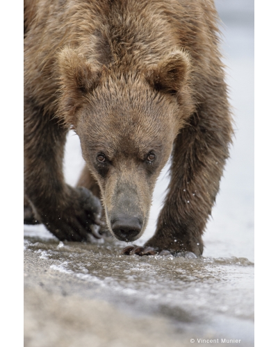 VMMO193 Brown bear