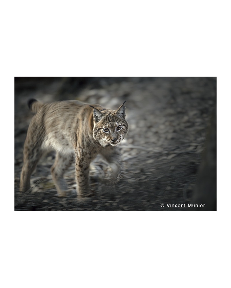 VMMO210 Lynx boréal