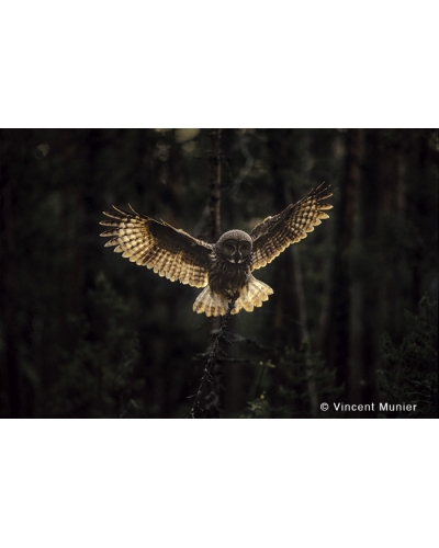 VMMO218 Great grey owl