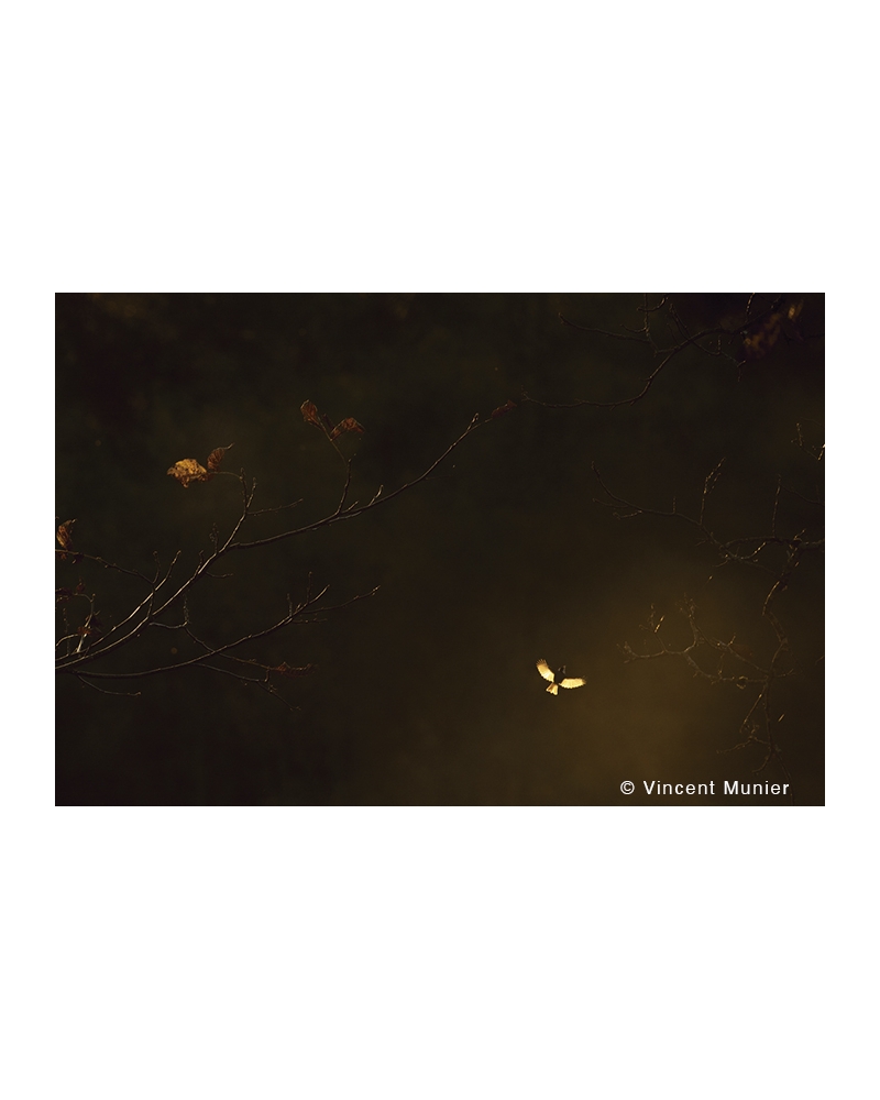 VMMO224 Mésange charbonnière