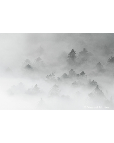 VMBN119 Vosges, France