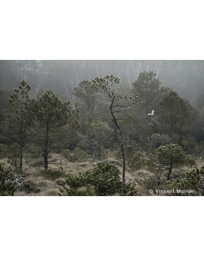 VMMO247 Mésange noire