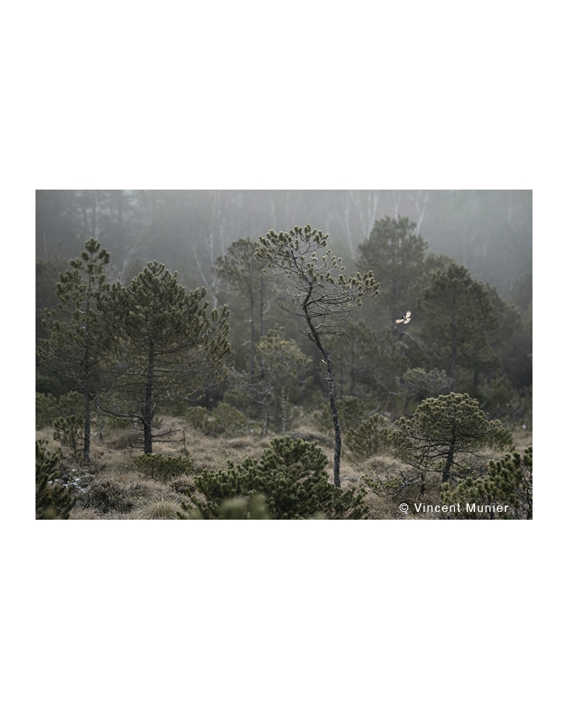 VMMO247 Mésange noire