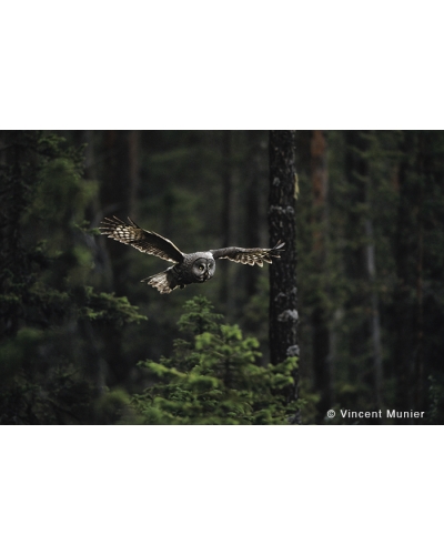 VMMO248 Great grey owl
