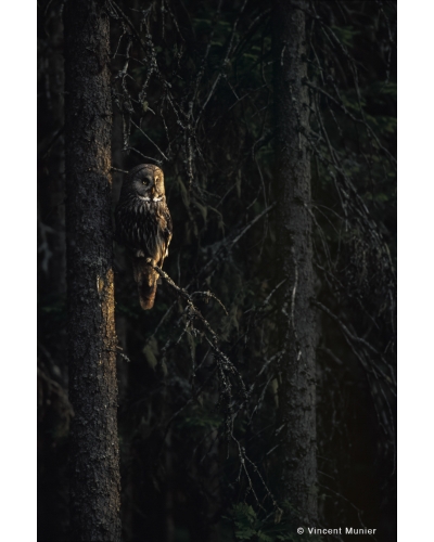 VMMO250 Great grey owl