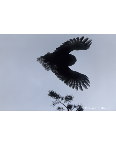 VMMO256 Great grey owl