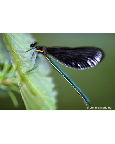 DOS33 Blue damselfly