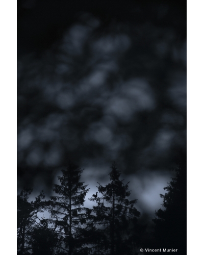 VMMO257 Western capercaillie, Vosges, France