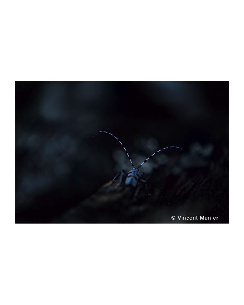 VMMO263 Rosalia longicorn