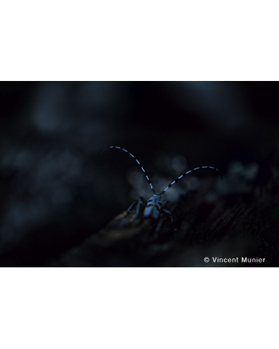 VMMO263 Rosalia longicorn