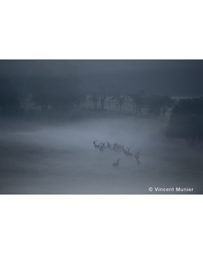 VMMO269 Deer