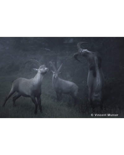 VMMO273 Alpine ibex