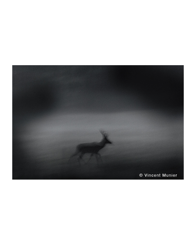 VMMO277 Deer