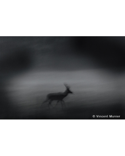 VMMO277 Deer
