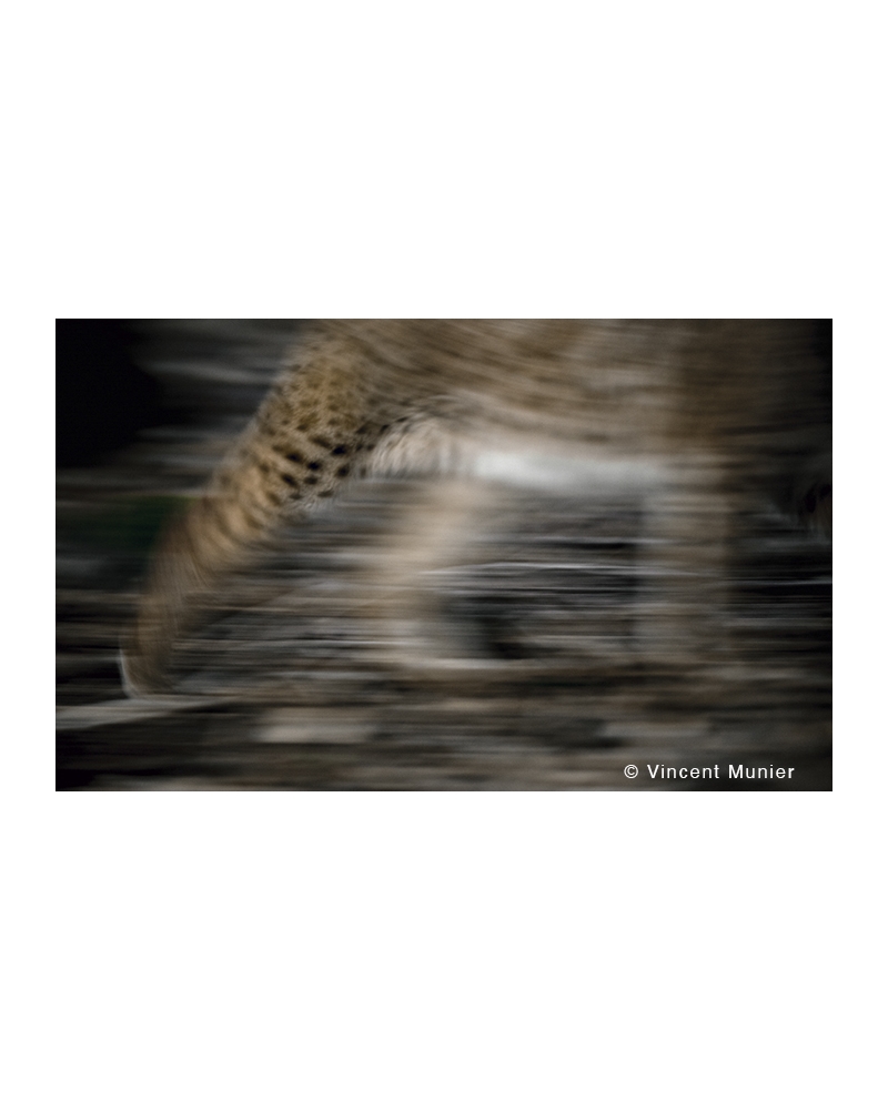 VMMO282 Lynx boréal