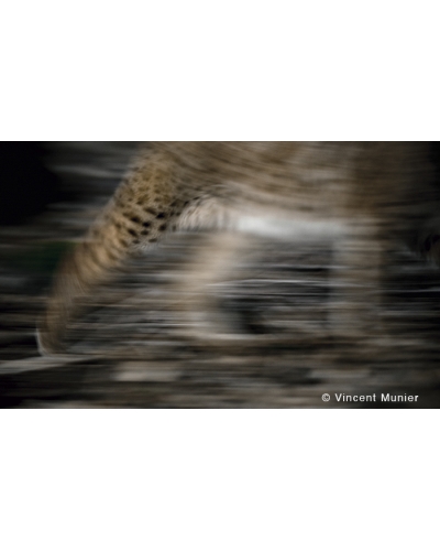 VMMO282 Lynx boréal