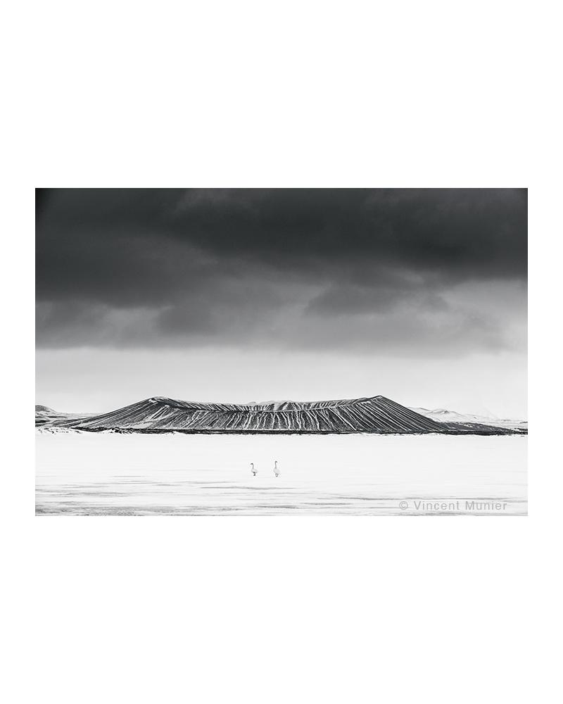 VMAR179 Cygnes chanteurs