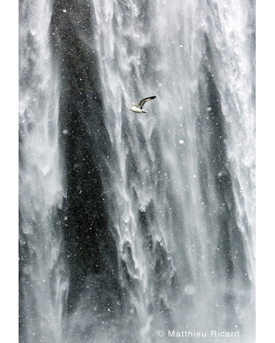 MR3927 Northern fulmar at Skógafoss, Iceland