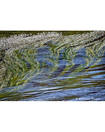 MR4286 Algae in the Vézère river, France