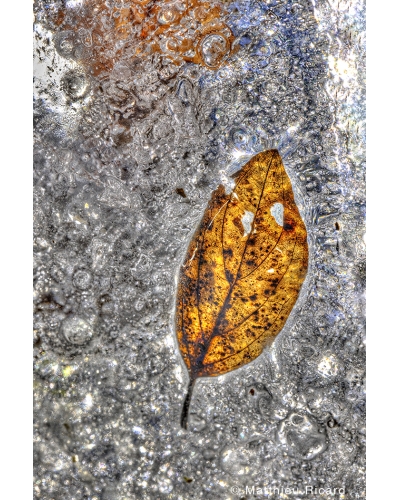 MR6300 Feuille prise dans la glace