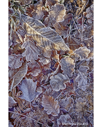 MR6730 Morning frost