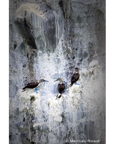 MR6940-B Blue-footed boobies