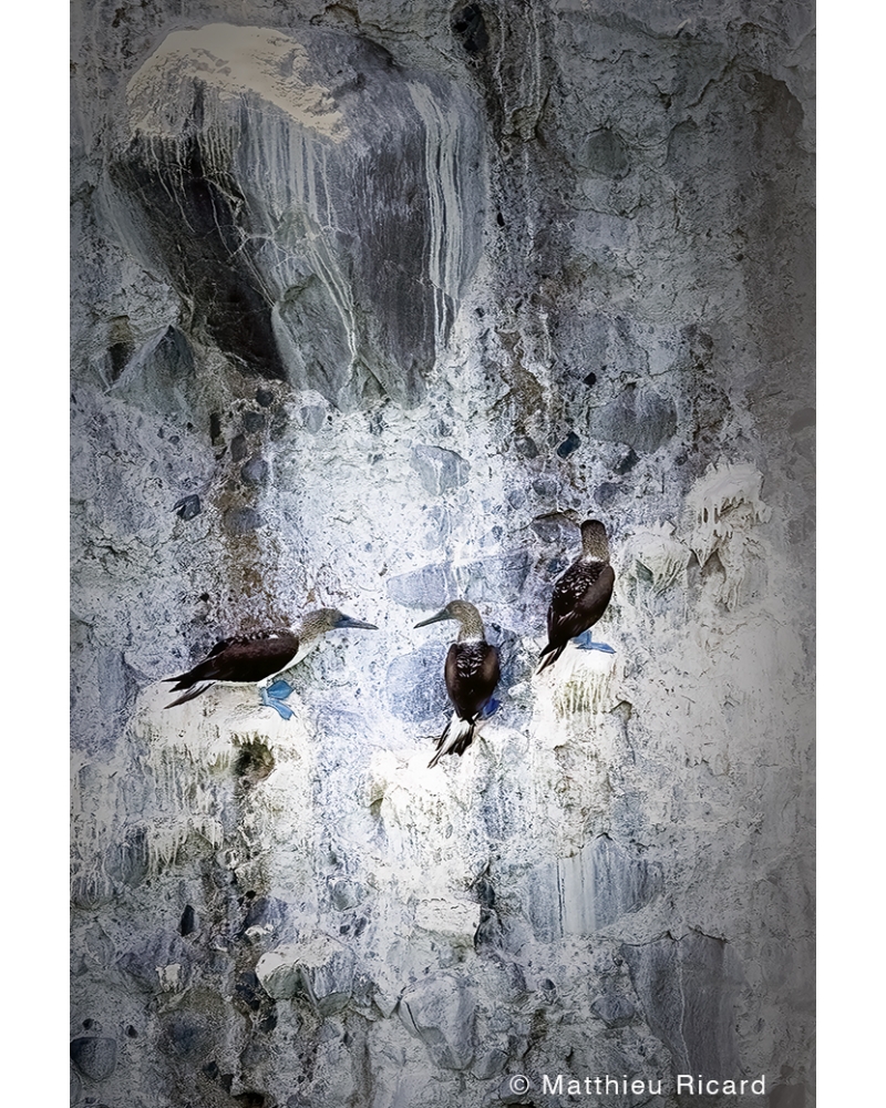 MR6940-B Blue-footed boobies