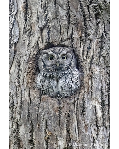 MR6948 Flammulated owl