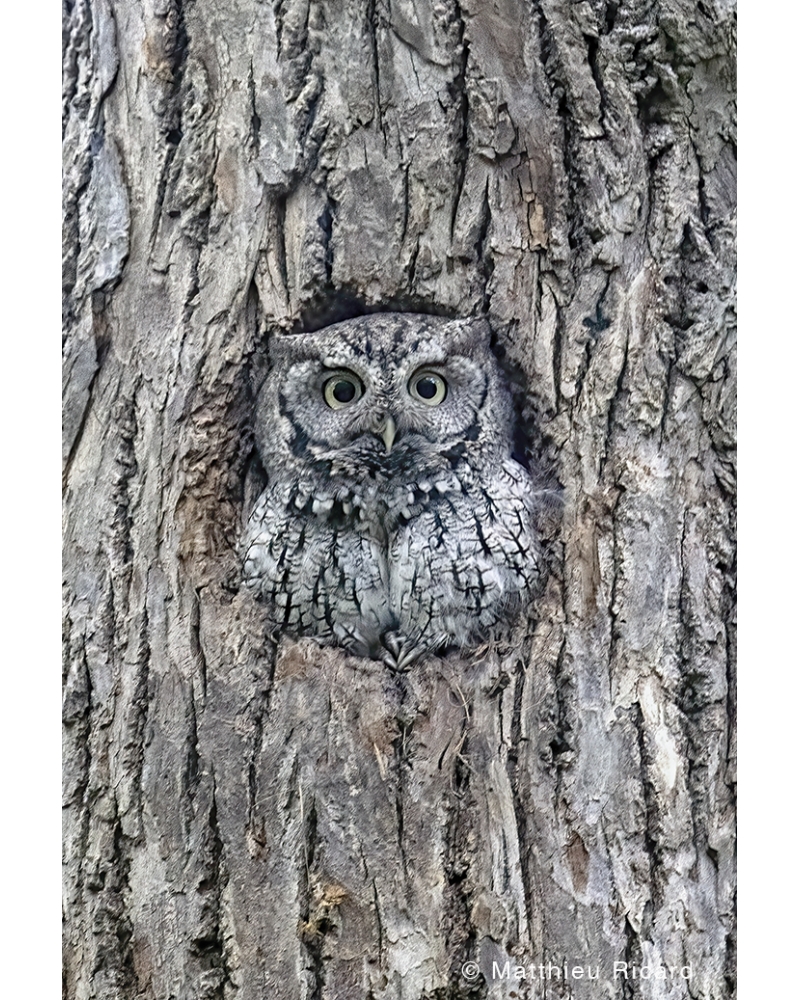 MR6948 Flammulated owl