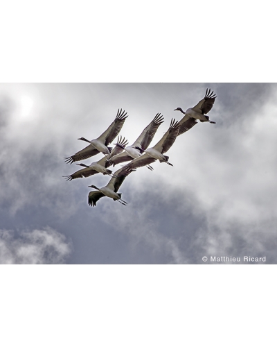 MR7391 Black-necked crane