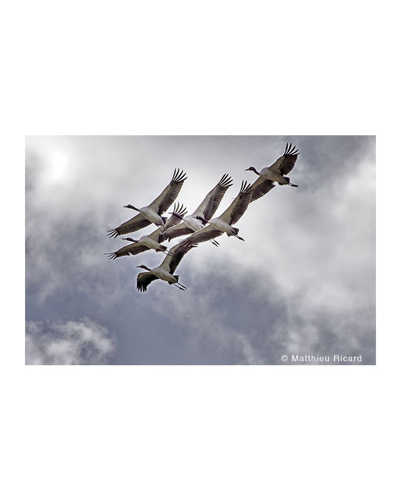 MR7391 Black-necked crane