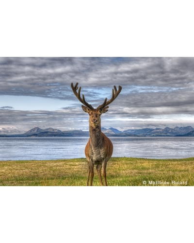 MR7608 Wild deer, Isle of Skye
