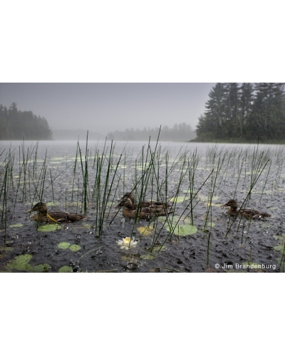 DOS41 Ducks in thunderstorm