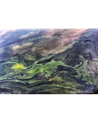 MR8008 Algae in a pond