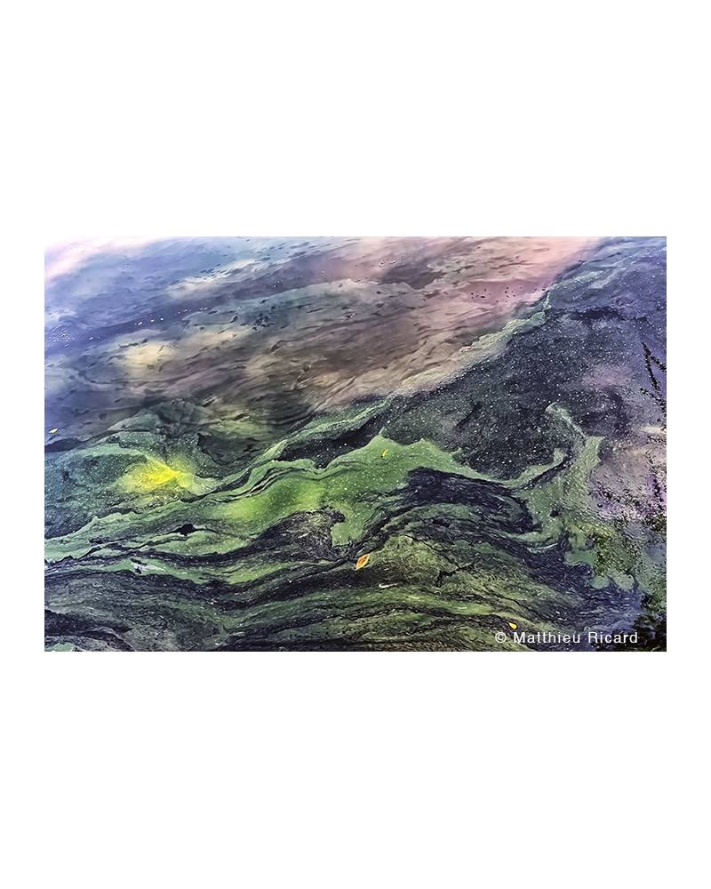 MR8008 Algae in a pond