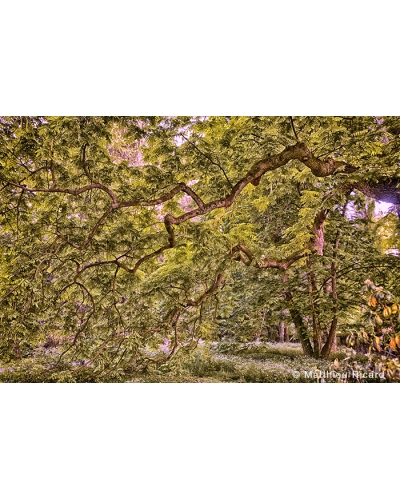 MR8278 Parc de la Grange