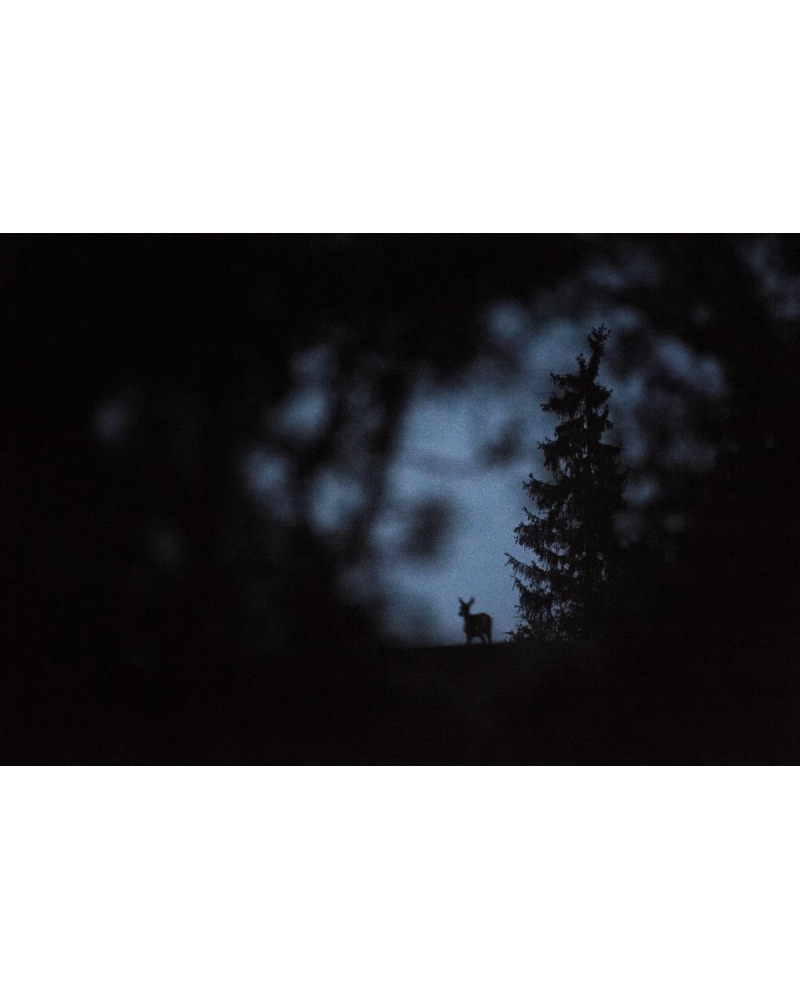 VMCF11 Cerf élaphe, Vosges