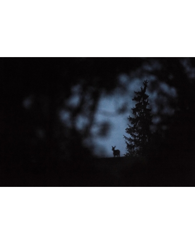 VMCF11 Cerf élaphe, Vosges