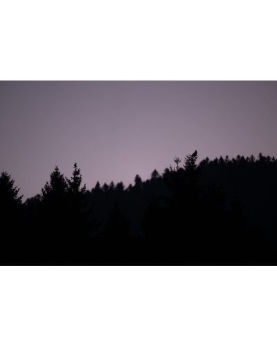 VMCF12 Hibou grand-duc, Vosges