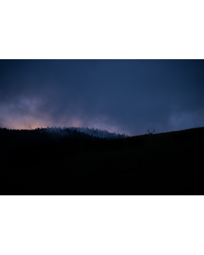 VMCF13 Cerf élaphe, Vosges