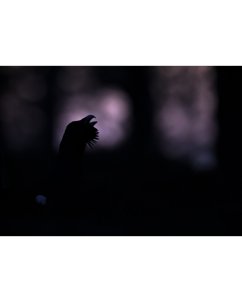 VMCF14 Capercaillie, Norway